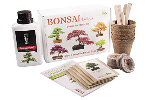 Bonsai-Baum-Set - Wachsen Sie Ihre eigenen Bonsai-Bäume - Garten-Geschenk-Set Bonsaidünger inklusive Saatenkeimungs-Starter-Set mit 5 Samenarten für Anfänger geeignet einzigartige Geschenkidee